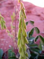 Indigofera astragalina fr3-t.JPG